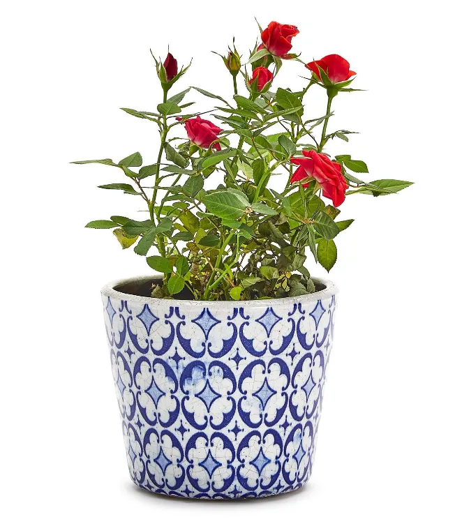 Indigo Collection Terracotta Pot