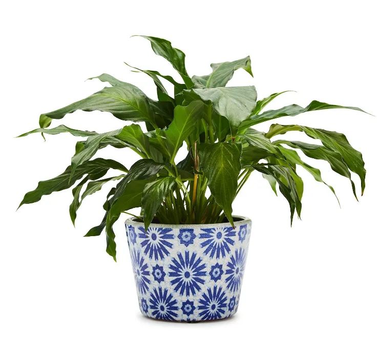 Indigo Collection Terracotta Pot