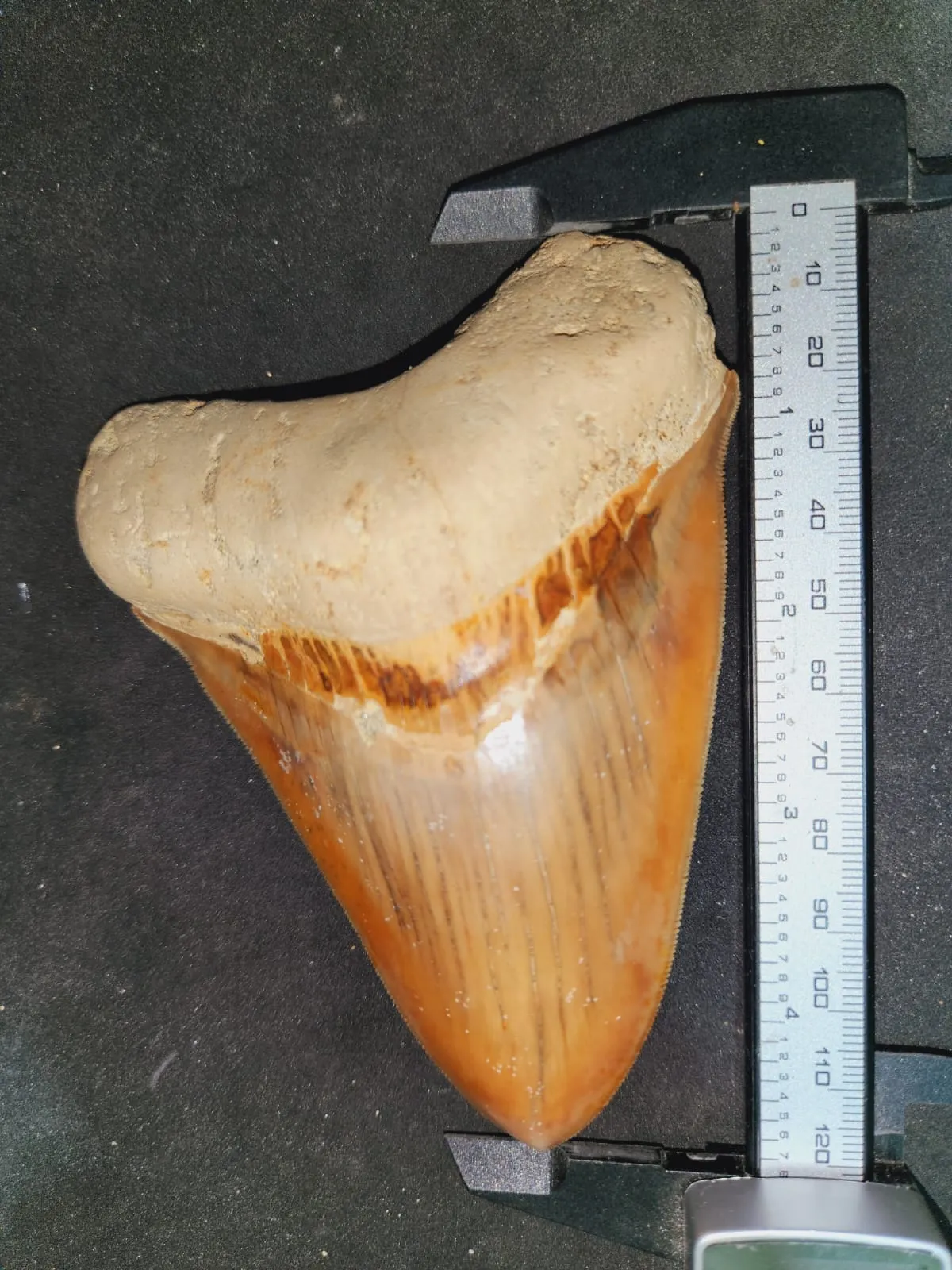 Natural Megalodon Tooth from Indonesia - 4.78