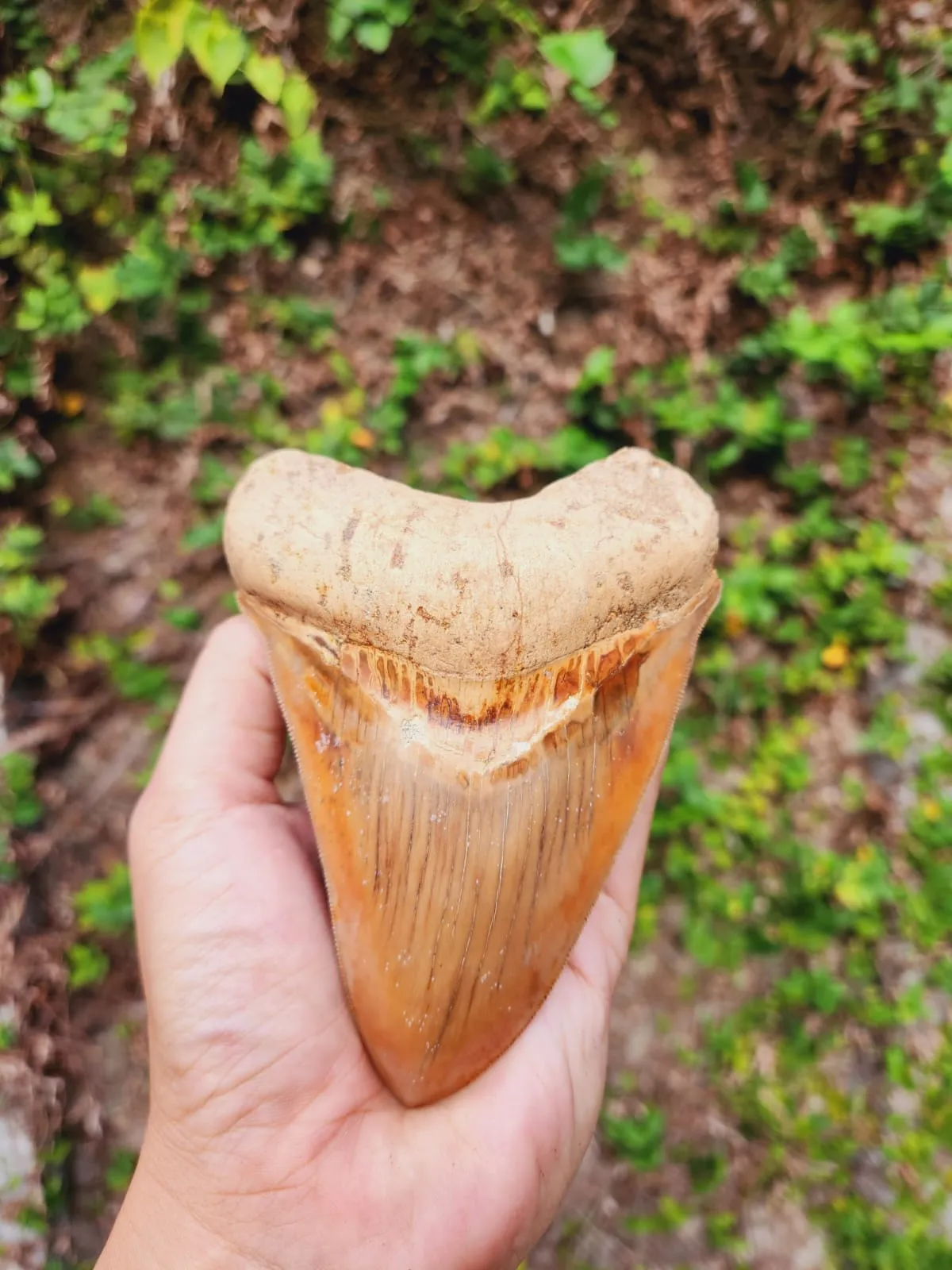 Natural Megalodon Tooth from Indonesia - 4.78