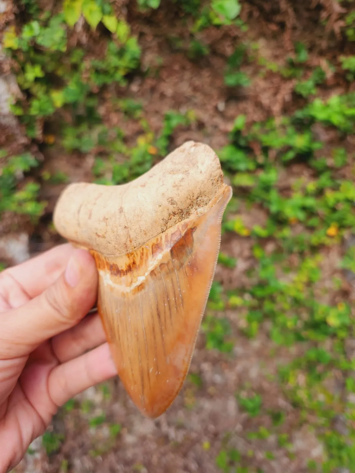 Natural Megalodon Tooth from Indonesia - 4.78