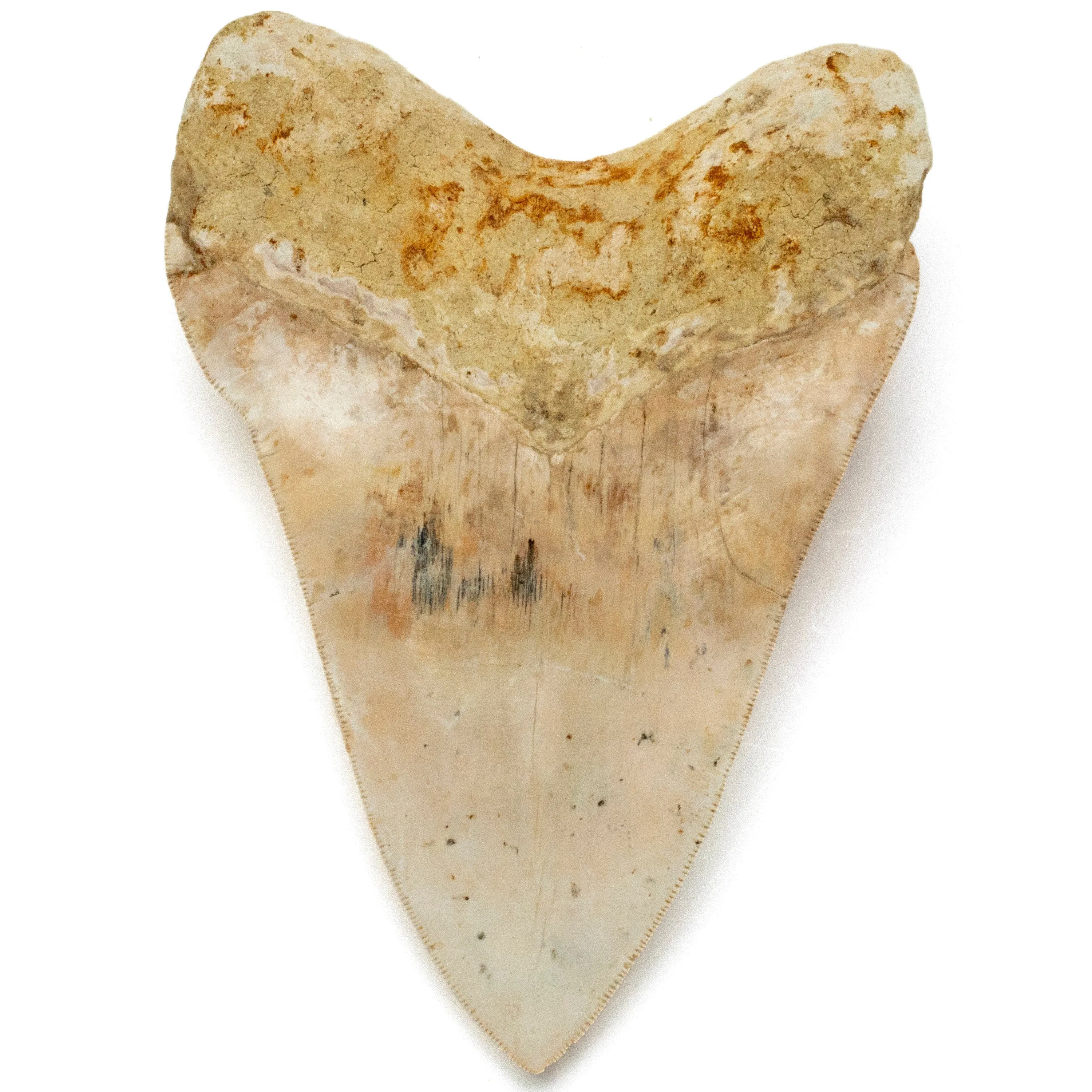 Natural Megalodon Tooth from Indonesia - 5.6