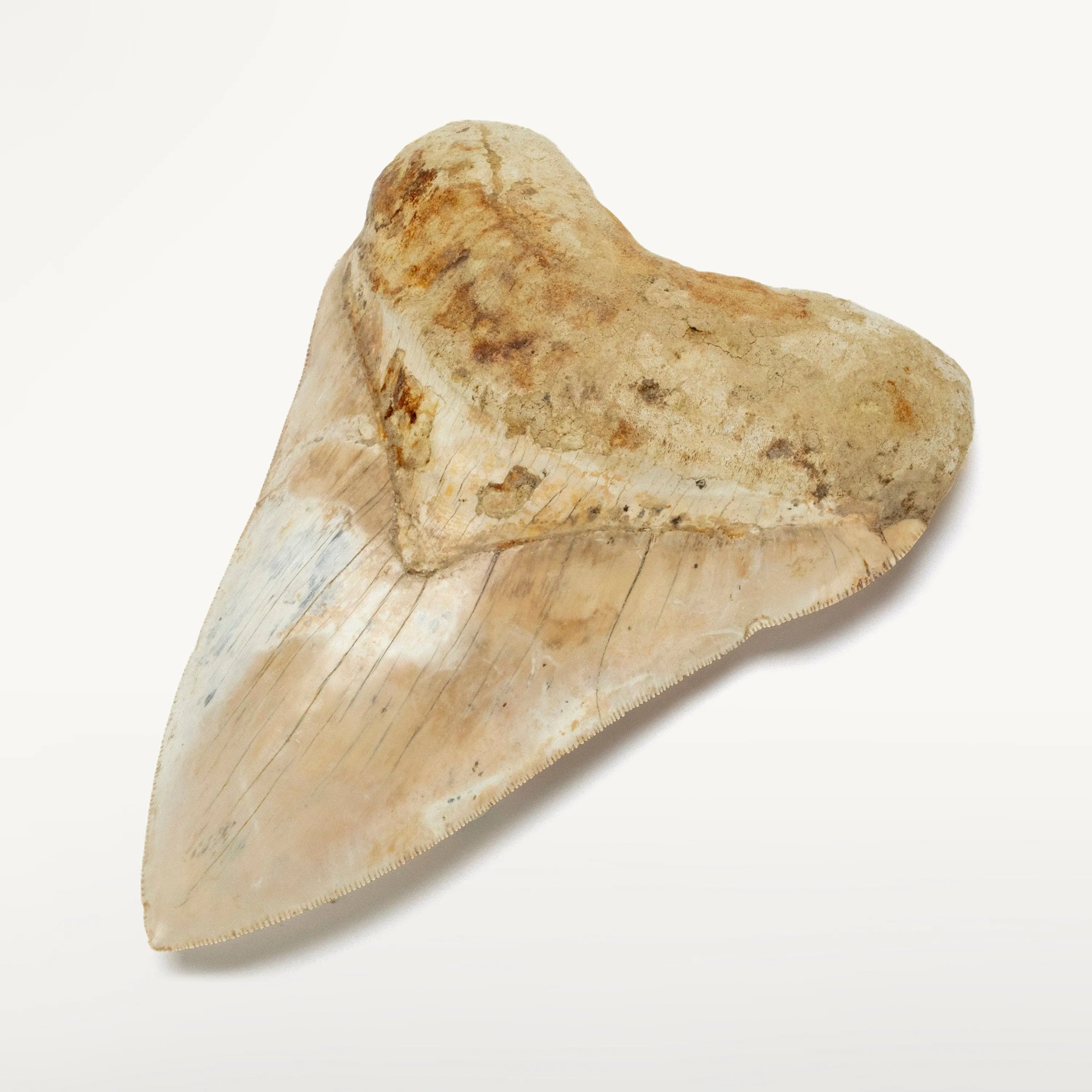 Natural Megalodon Tooth from Indonesia - 5.6