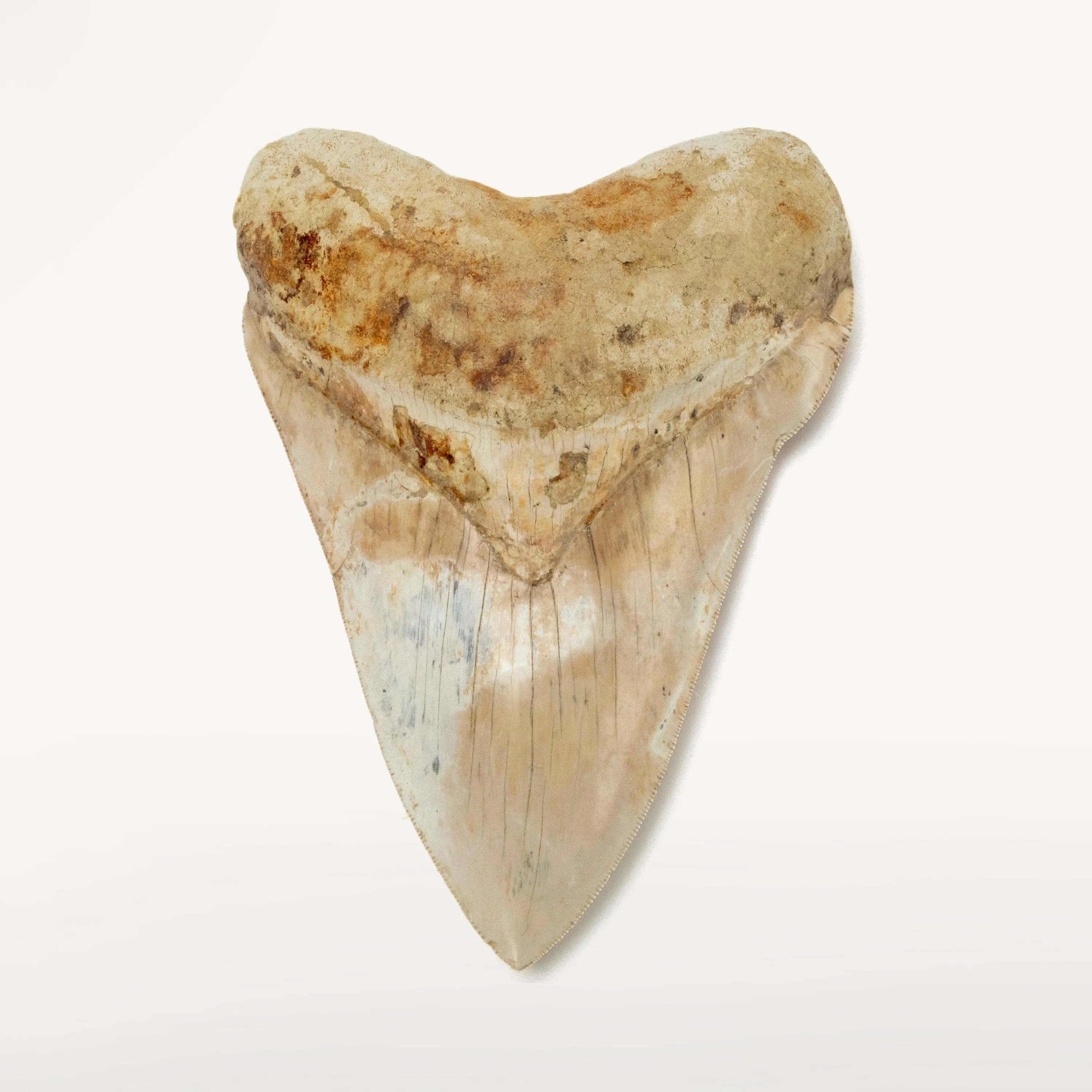 Natural Megalodon Tooth from Indonesia - 5.6