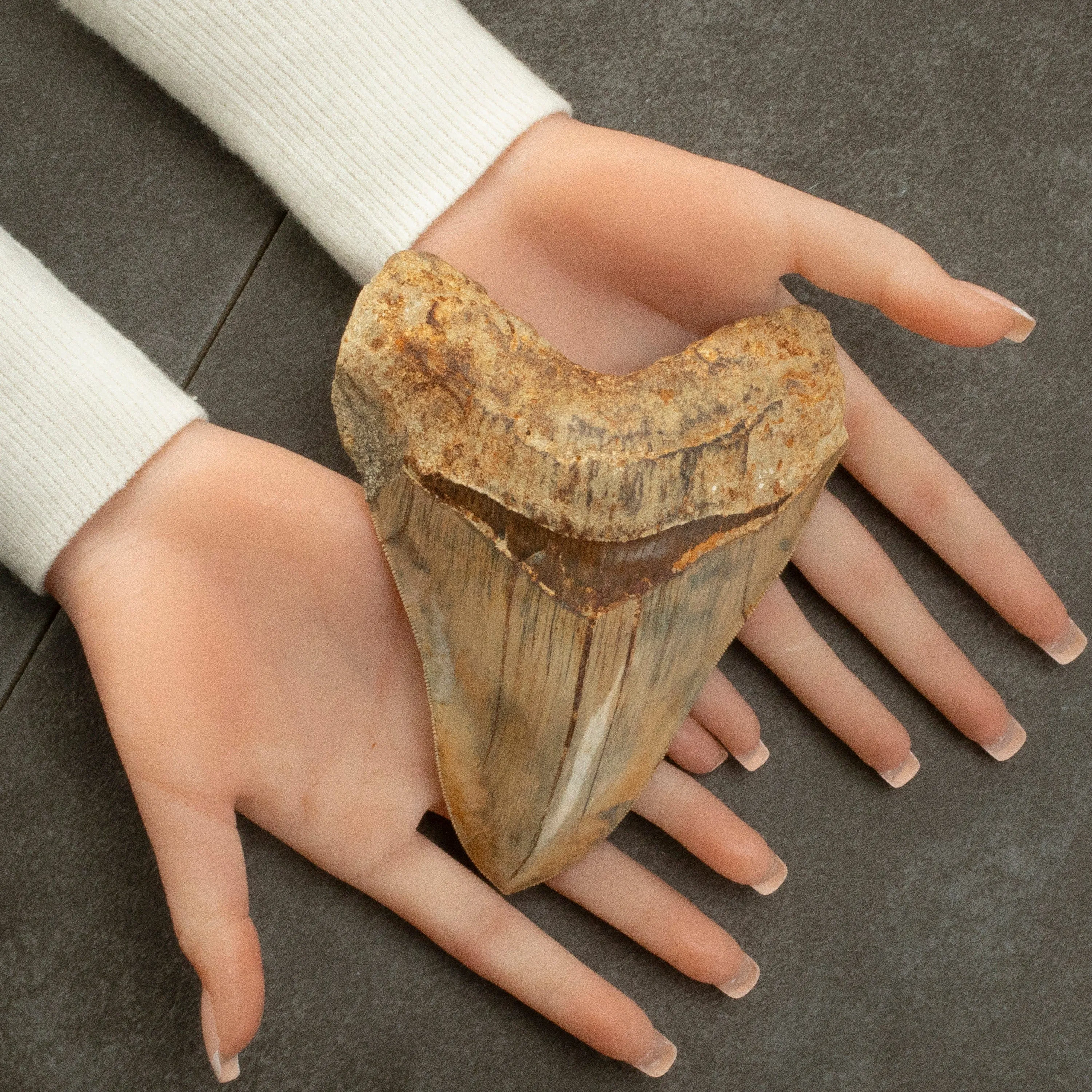 Natural Megalodon Tooth from Indonesia - 5.7