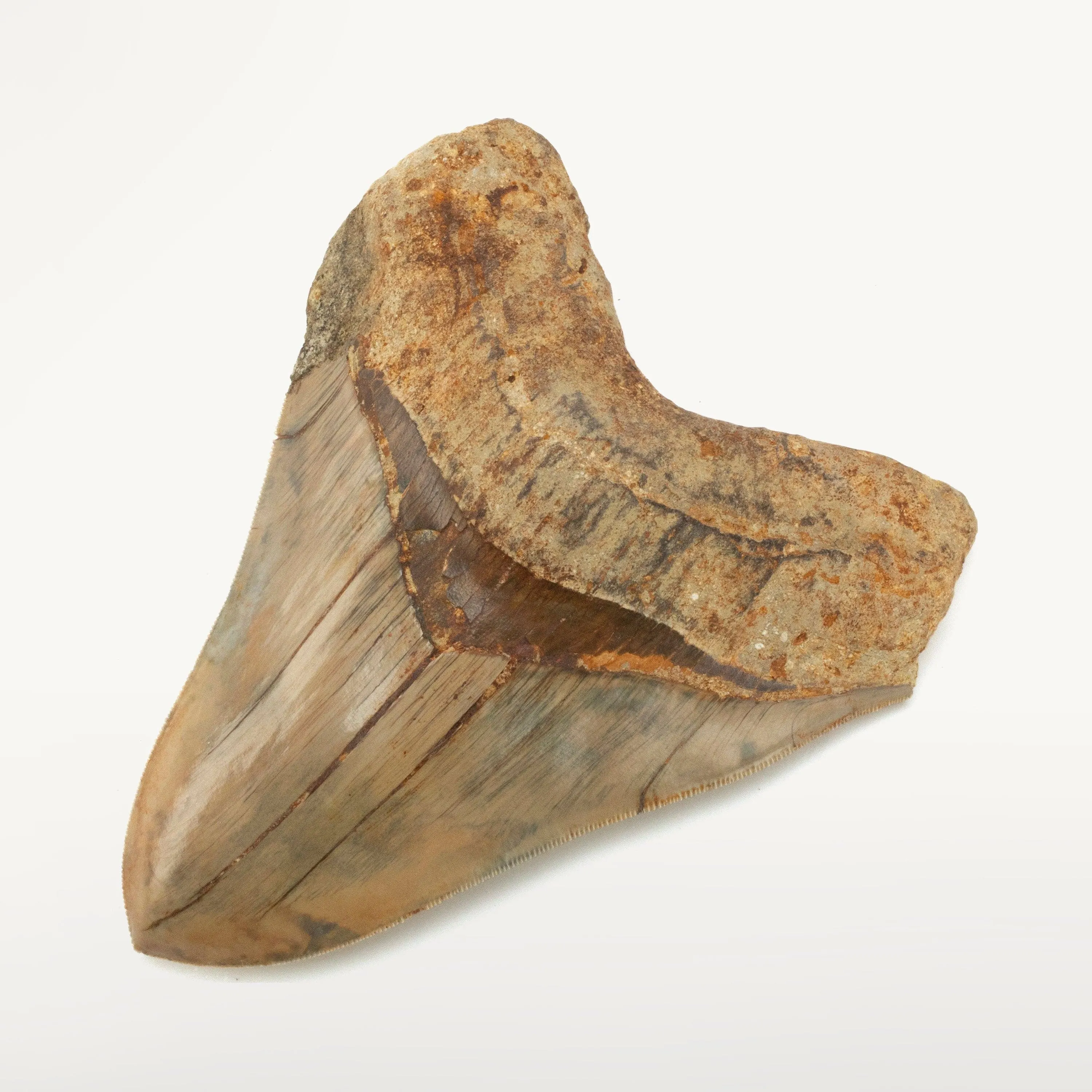 Natural Megalodon Tooth from Indonesia - 5.7