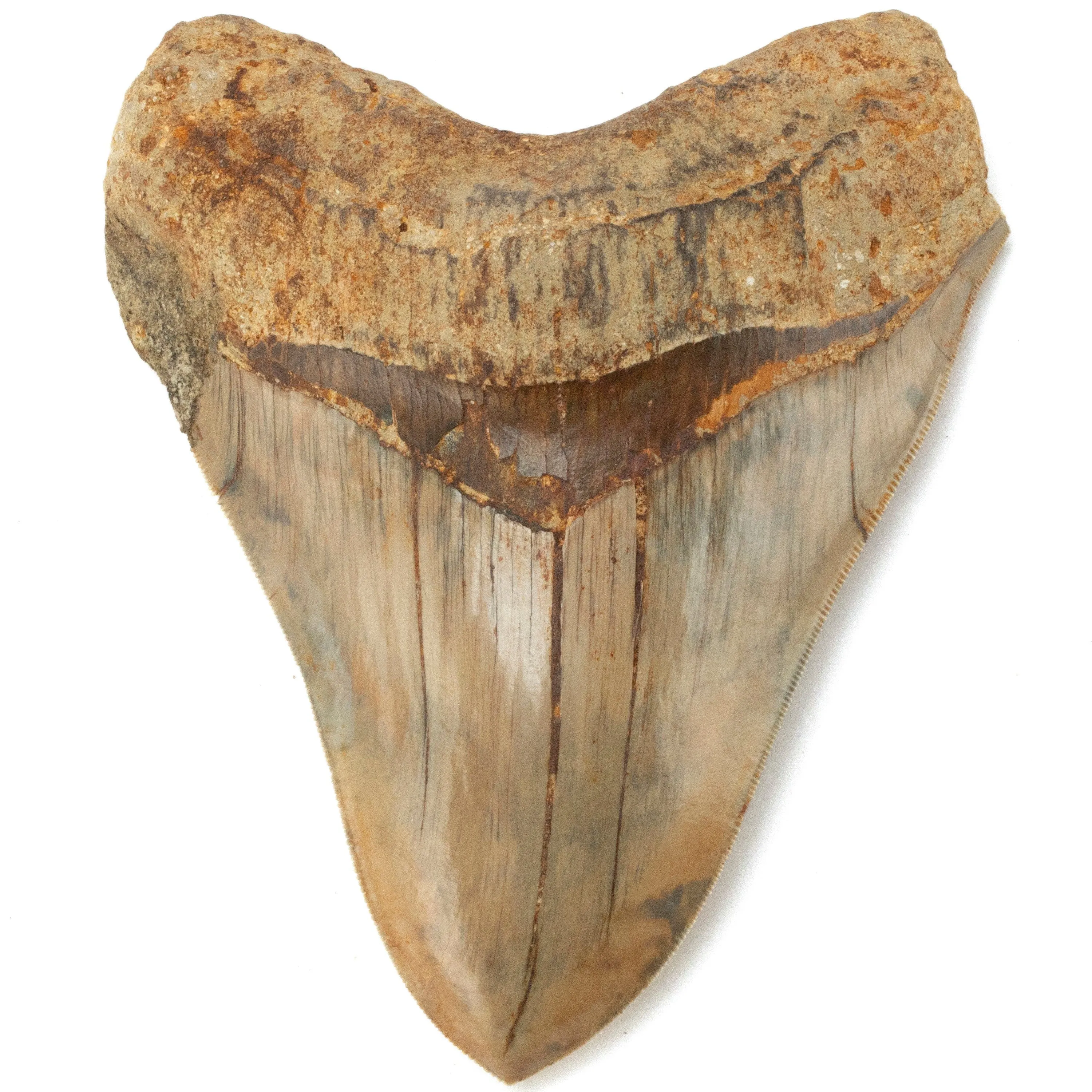 Natural Megalodon Tooth from Indonesia - 5.7